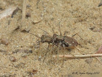 Cylindera cursitans